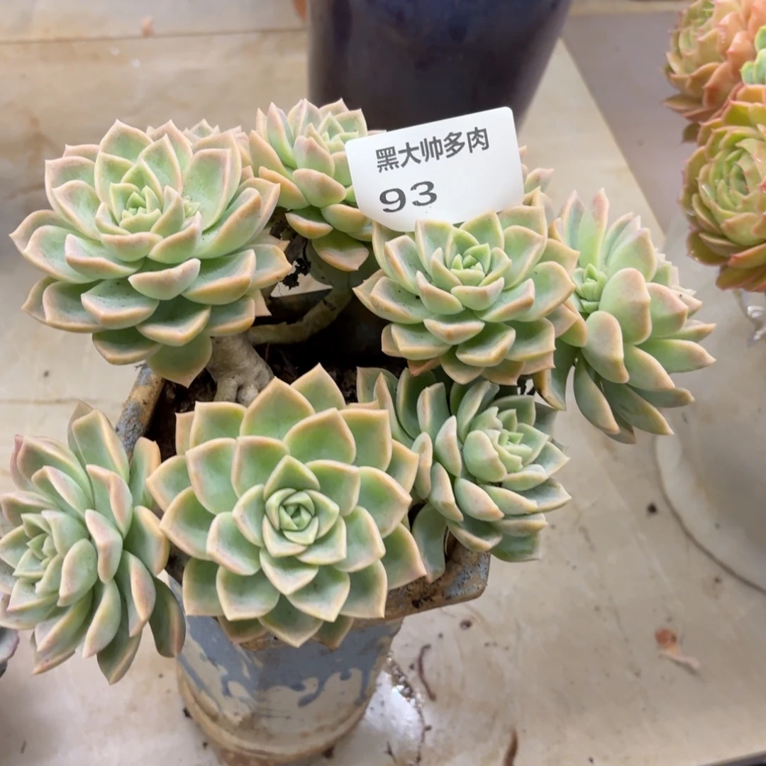 花***）黑大帅多肉93哈利