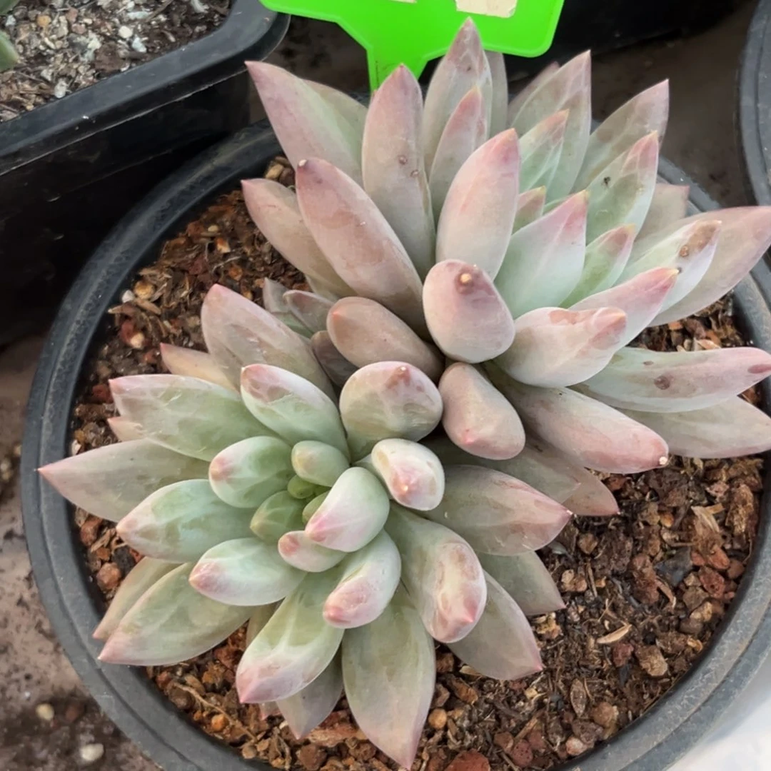 水晶球多肉植物274