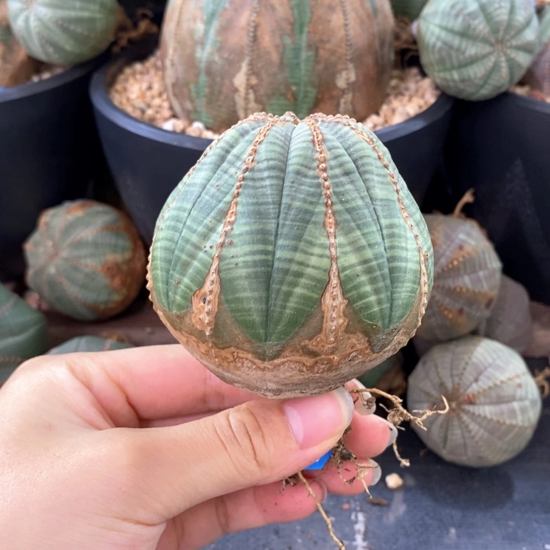 21欧系实生布纹球一物一拍