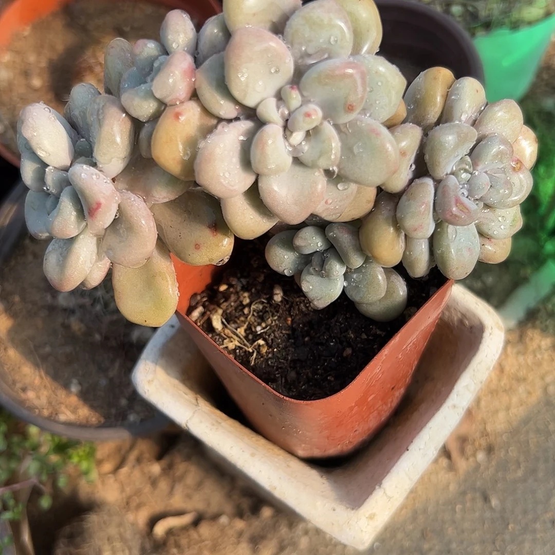 多肉植物多肉植物