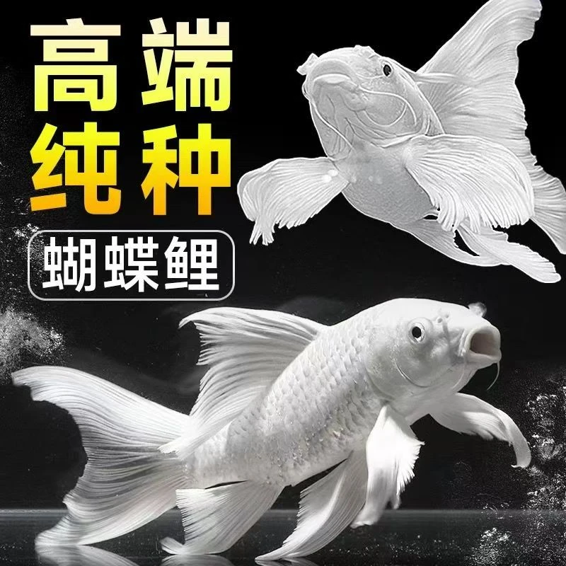 精品蝴蝶鲤纯种石膏白短球体观赏鱼淡水精品活体16-18尺寸