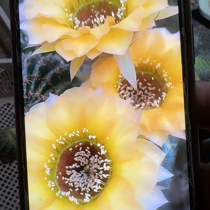 a5喉侧芽3公分丽花