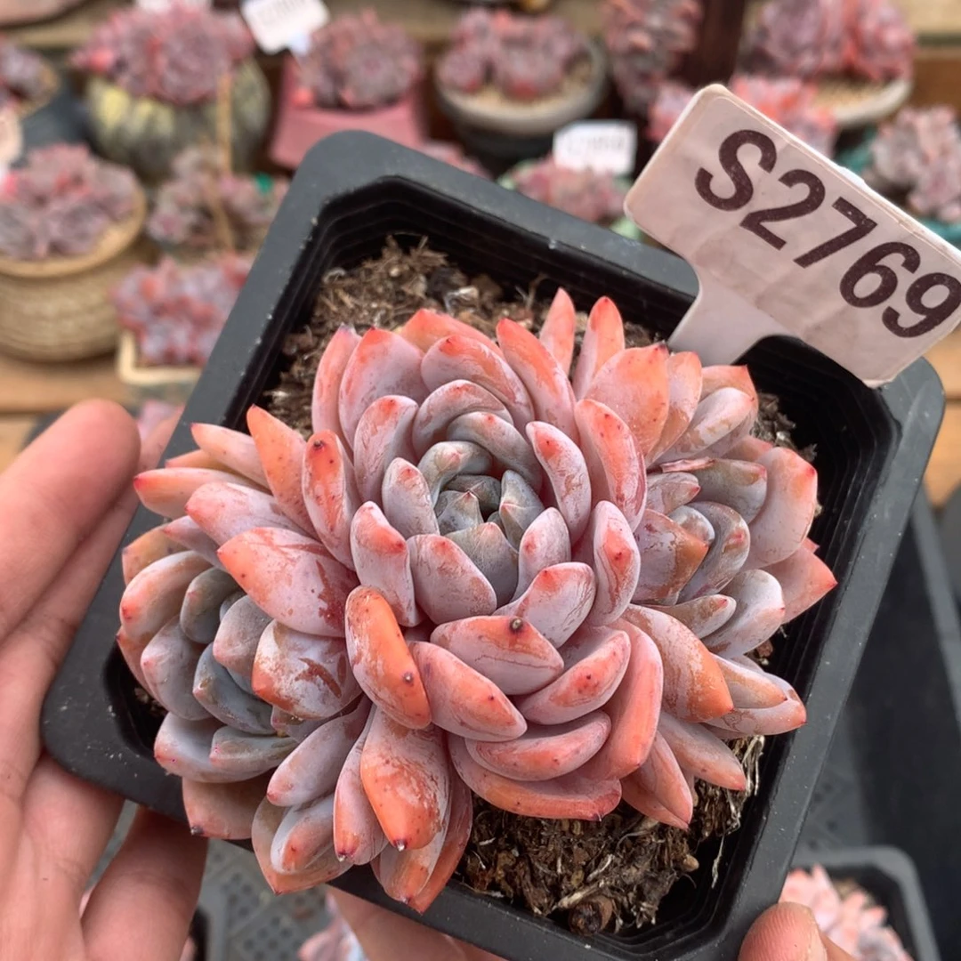 S2768 雪天使老桩自然群 9.5cm