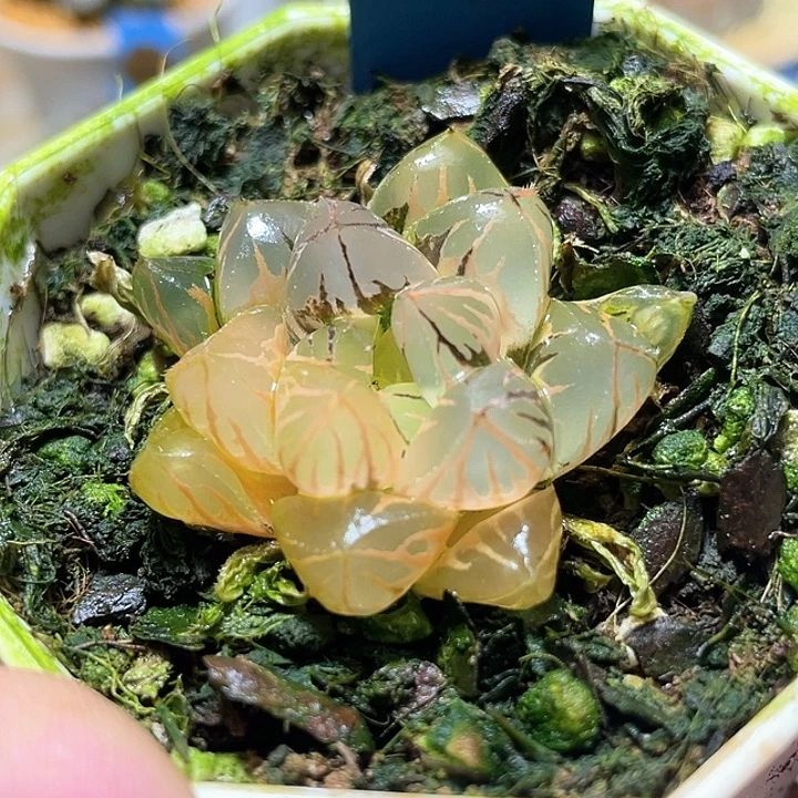 低***1667水晶实生锦特约哦福利