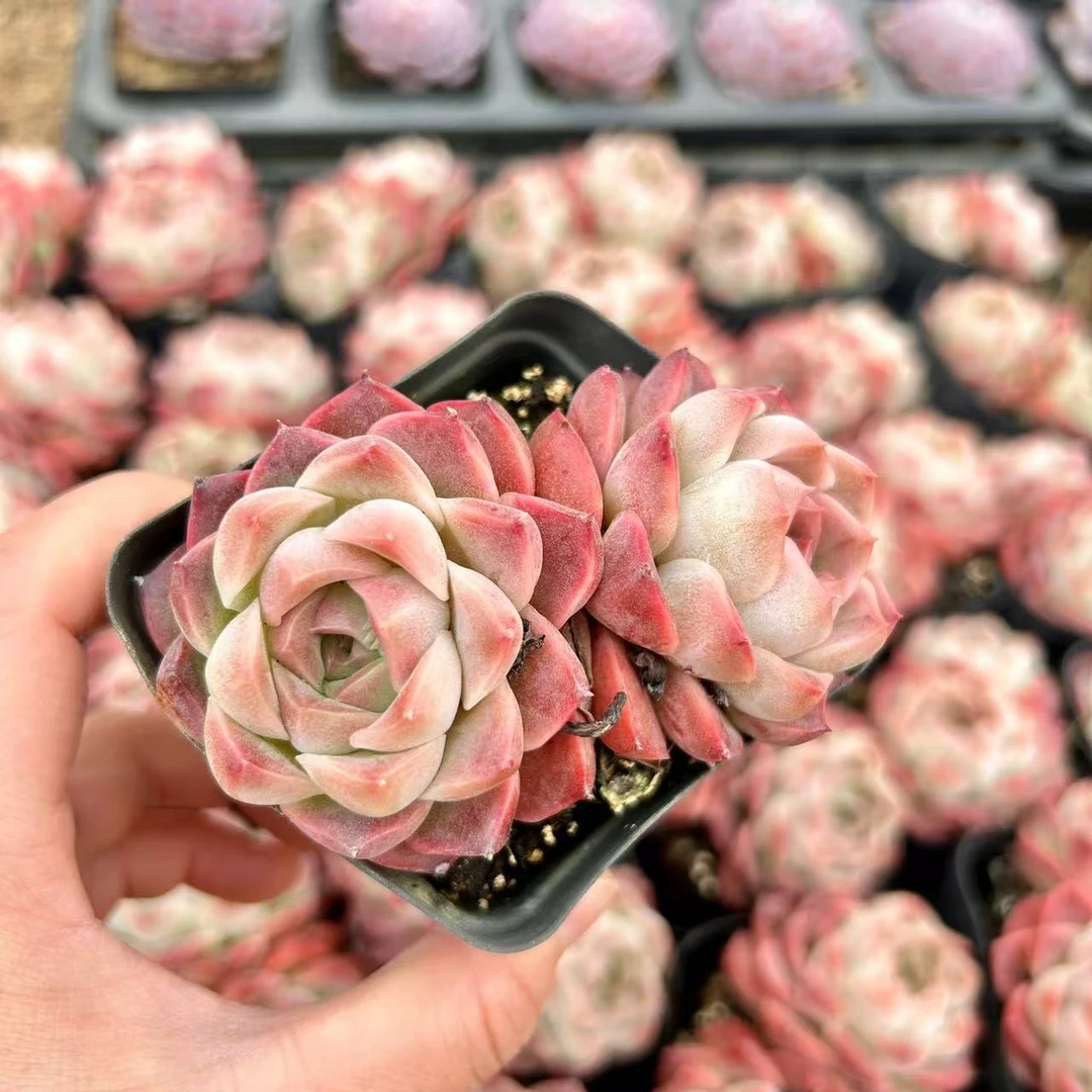 7#湘妃双头多肉植物   前男友精品多肉SM0066