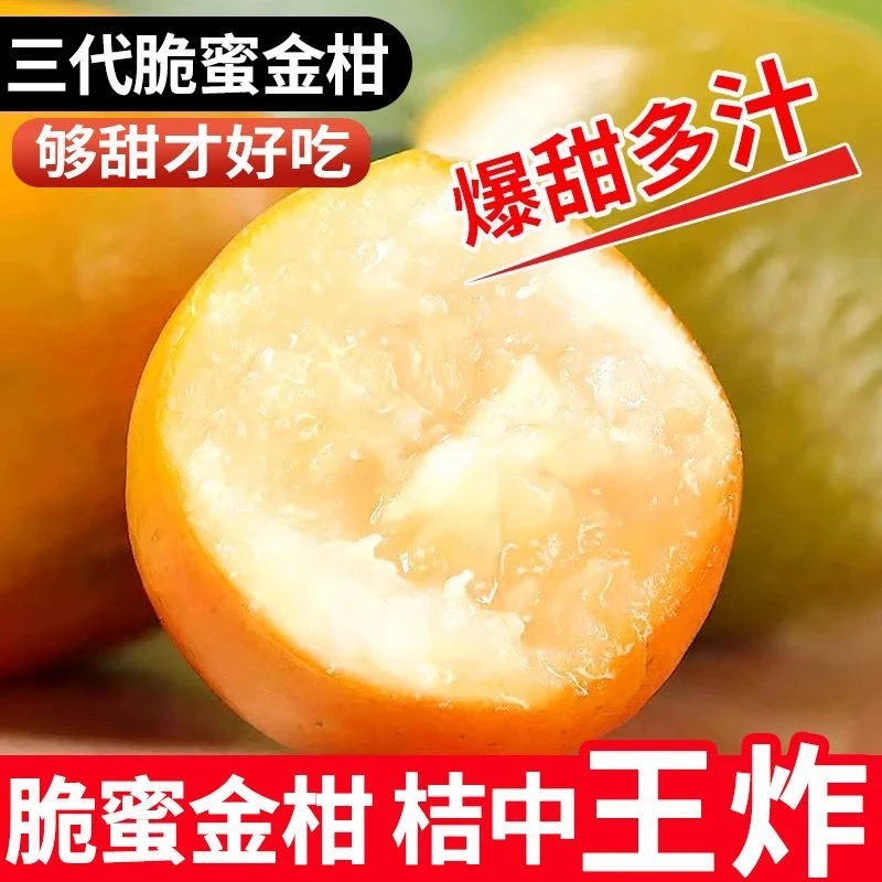 【顺丰包邮】大凉山正宗第三代大果脆蜜金桔纯甜无酸蜜桔大金桔新鲜