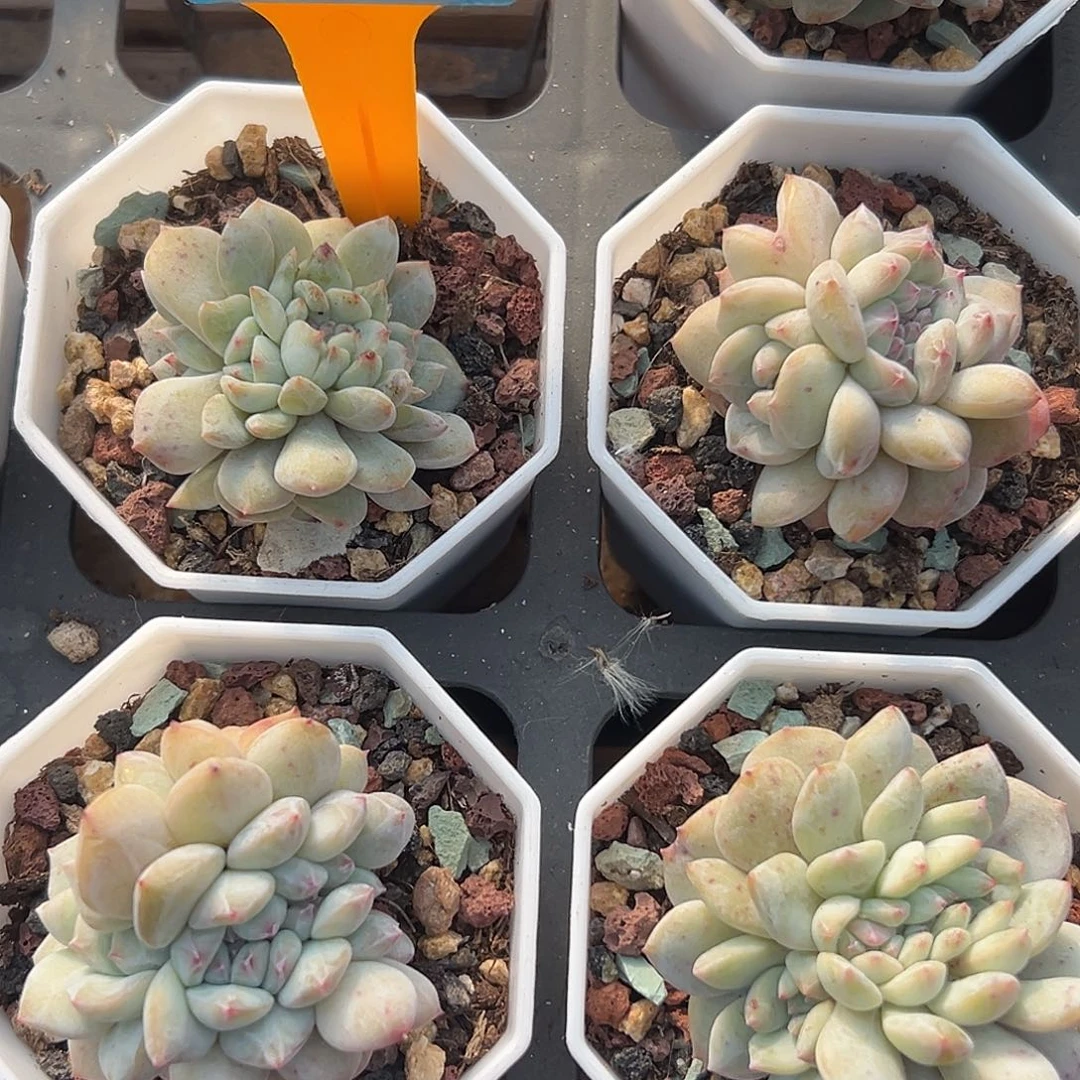 莉***～多肉植物一物一拍