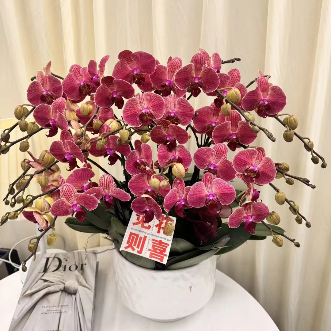 蝴蝶兰【聚宝橘子】高级复古红色系带花精致组盆鲜绿植送礼带花花苞