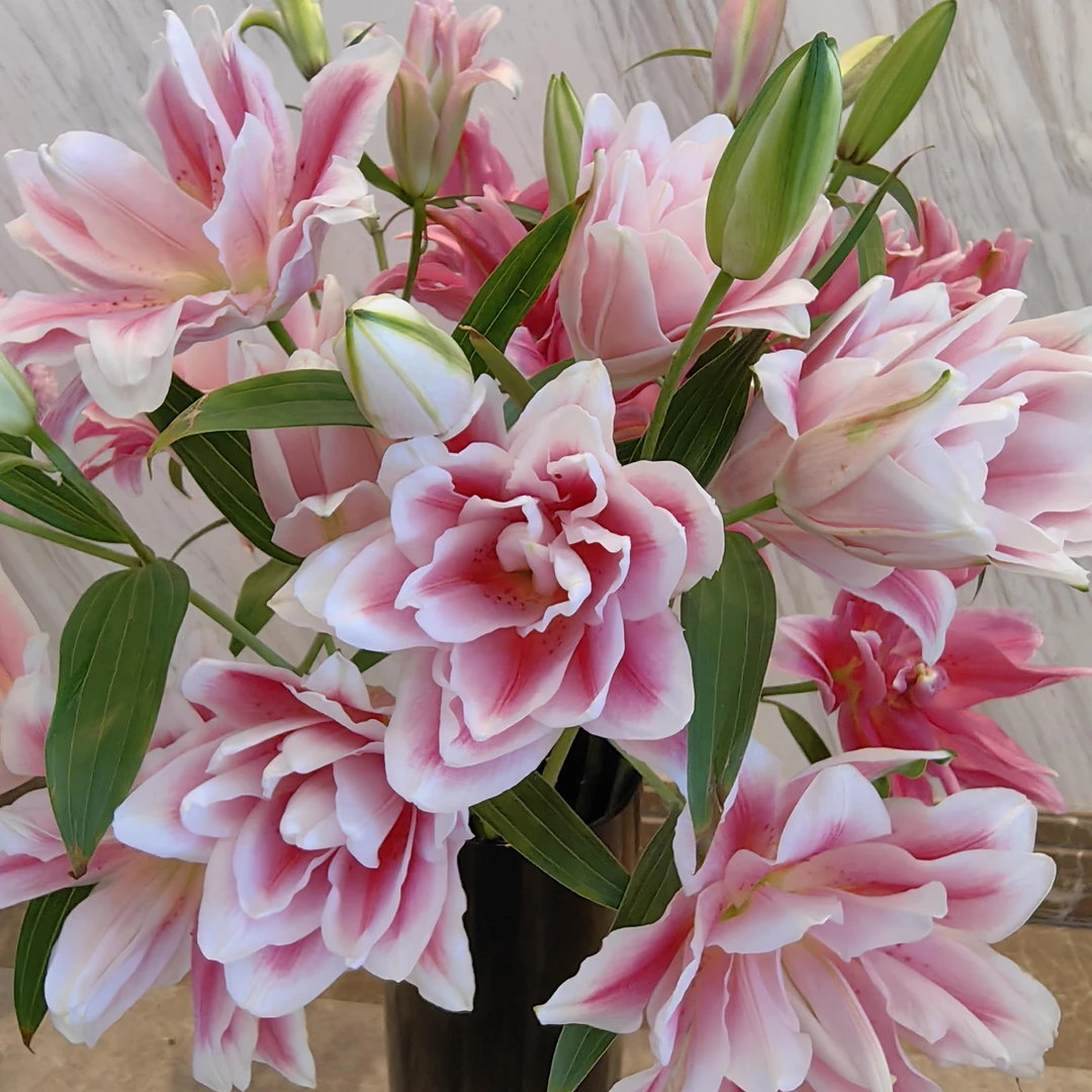 秋百合【火星之约】米卡娜13/15重瓣香水百合种球