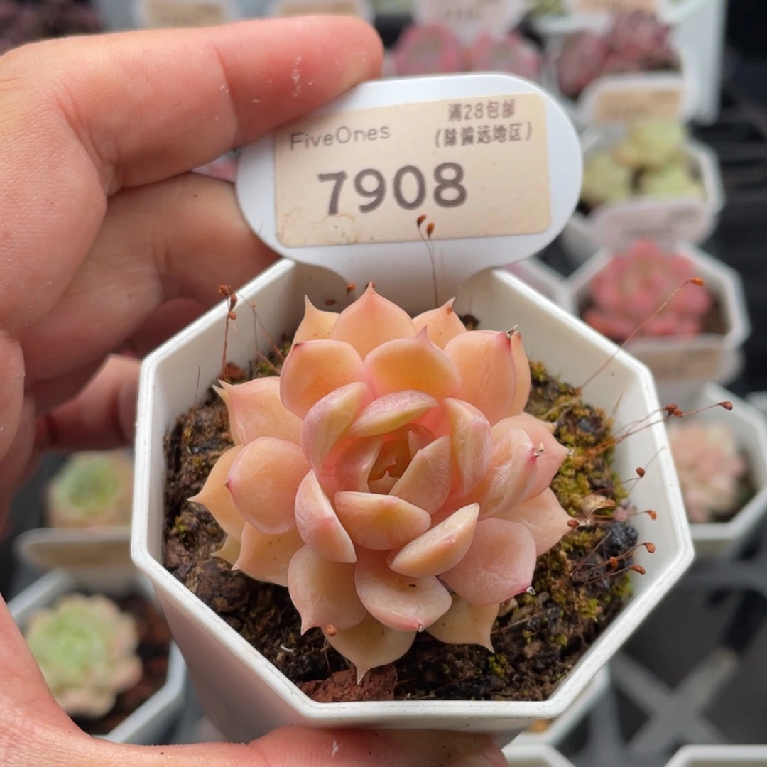 昂斯诺7908-4.5厘米
