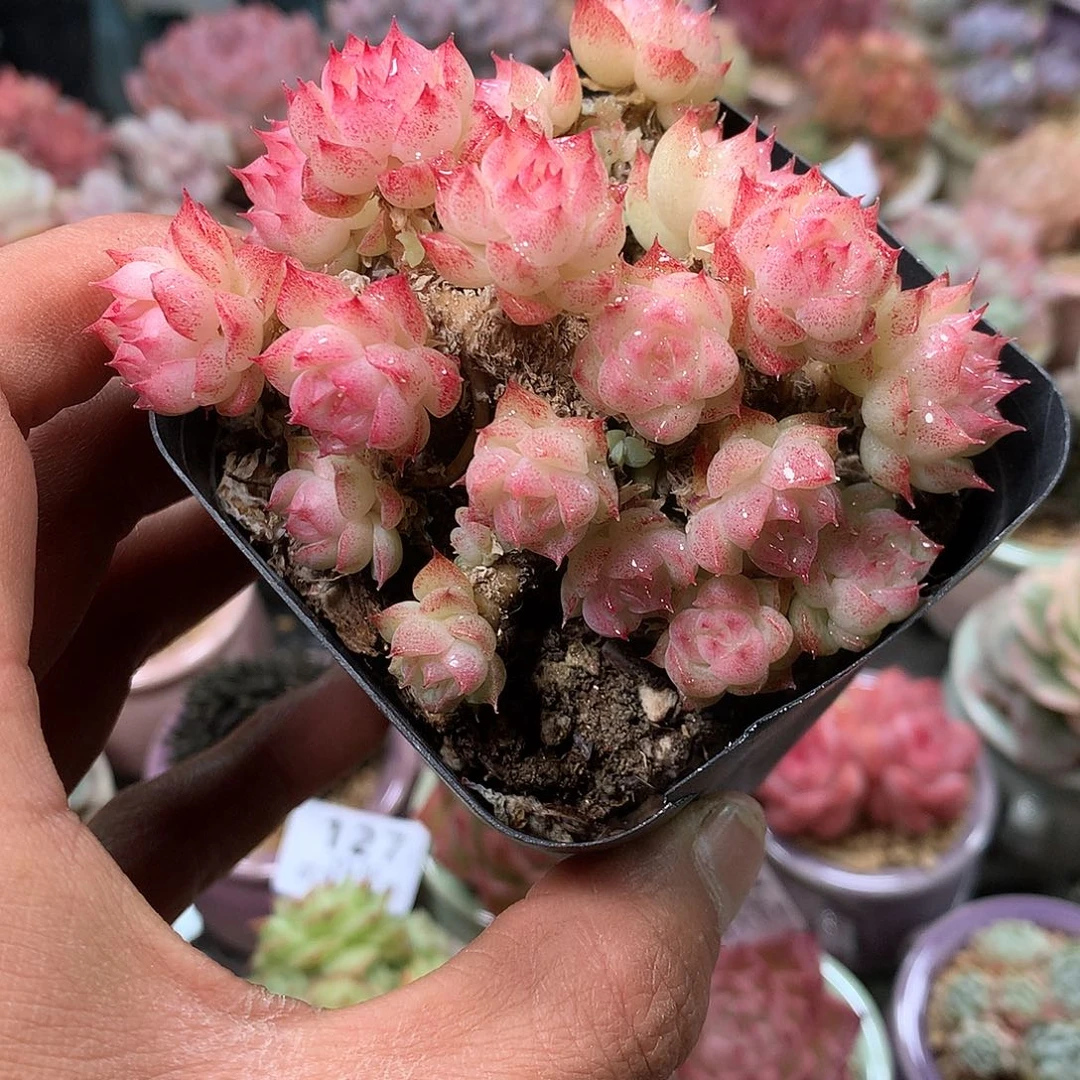 精控拇指盆11.30833