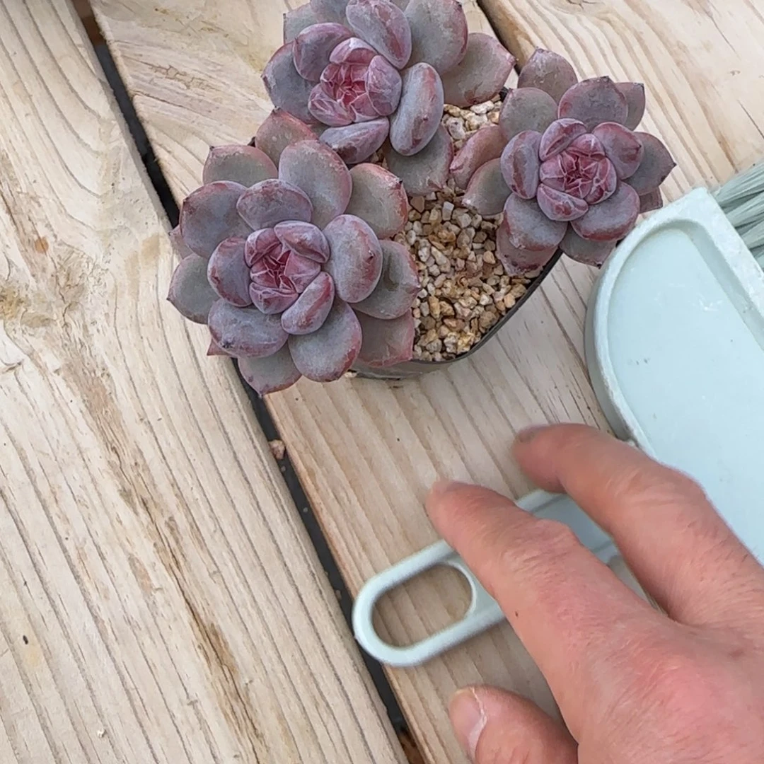 可***&可可突尼斯发货多肉