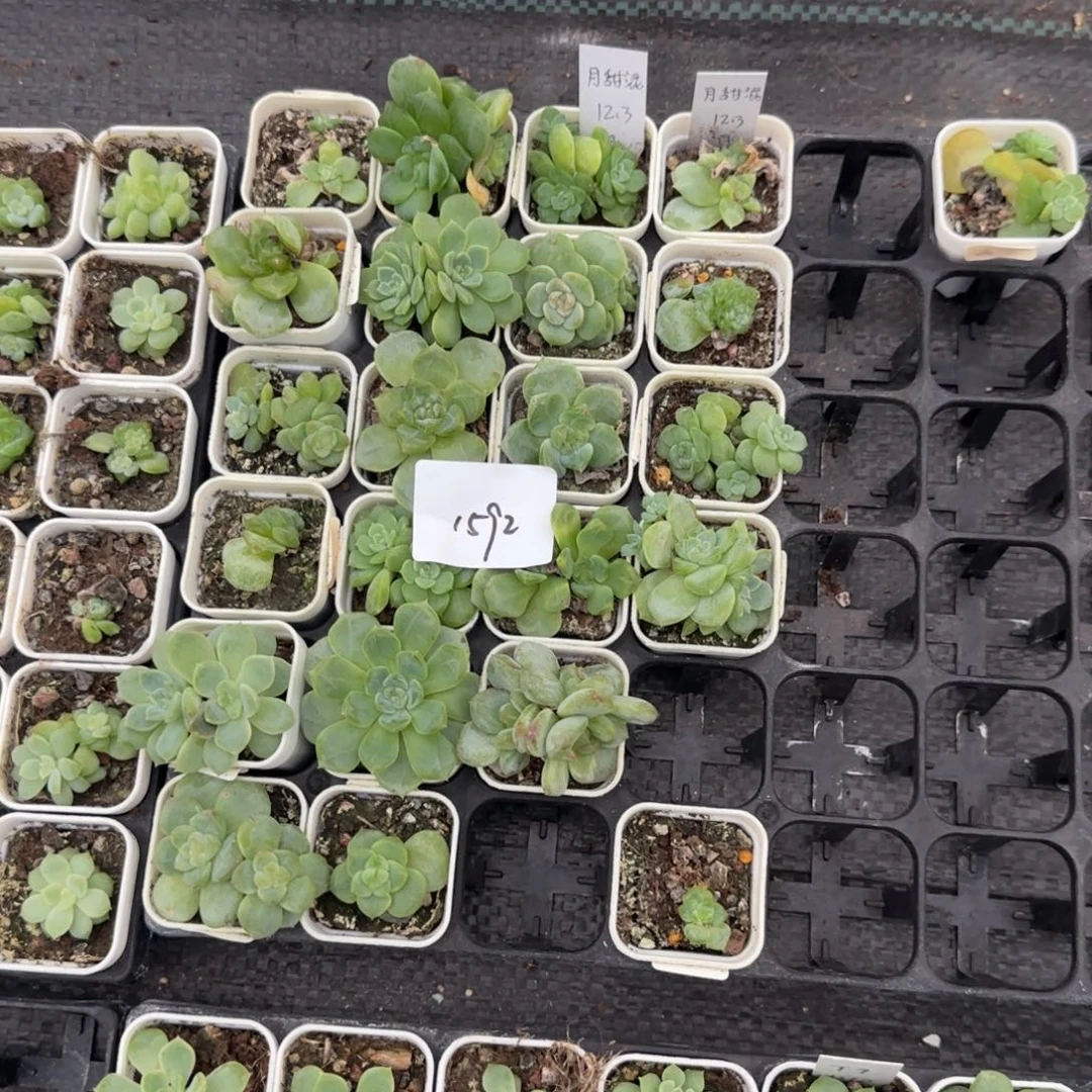 1590 号1半框满20包邮