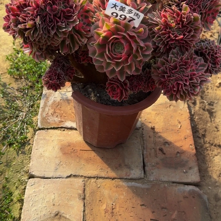 用****6粉女巫缀化997肉肉