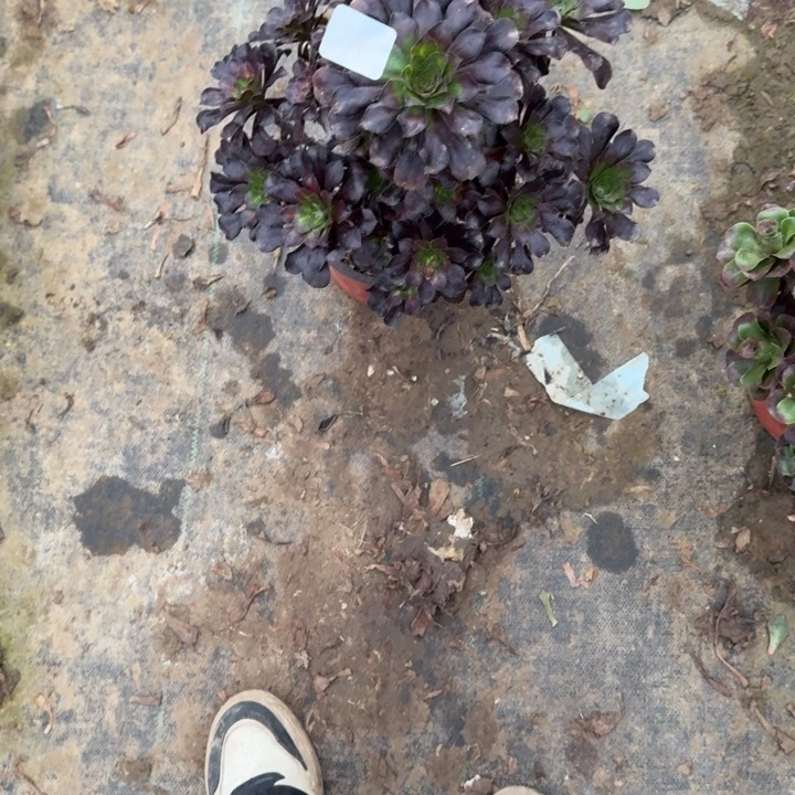 一单包邮不包侧枝15