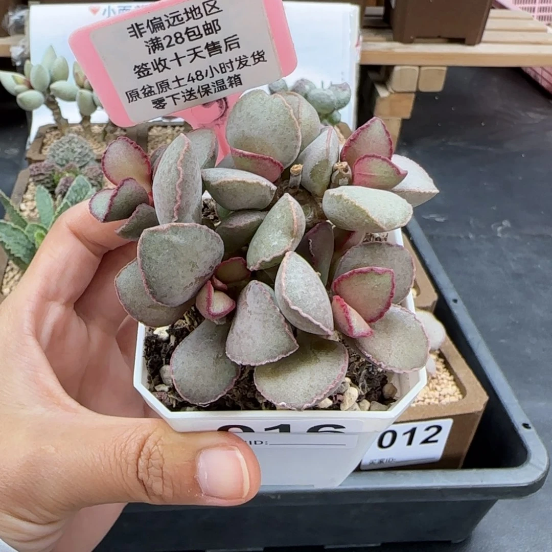 芸****?016金牛座多肉植物