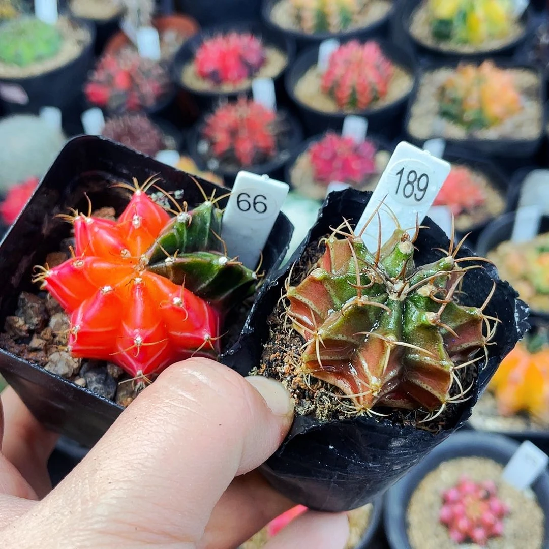 非偏远地区满25包邮仙人球