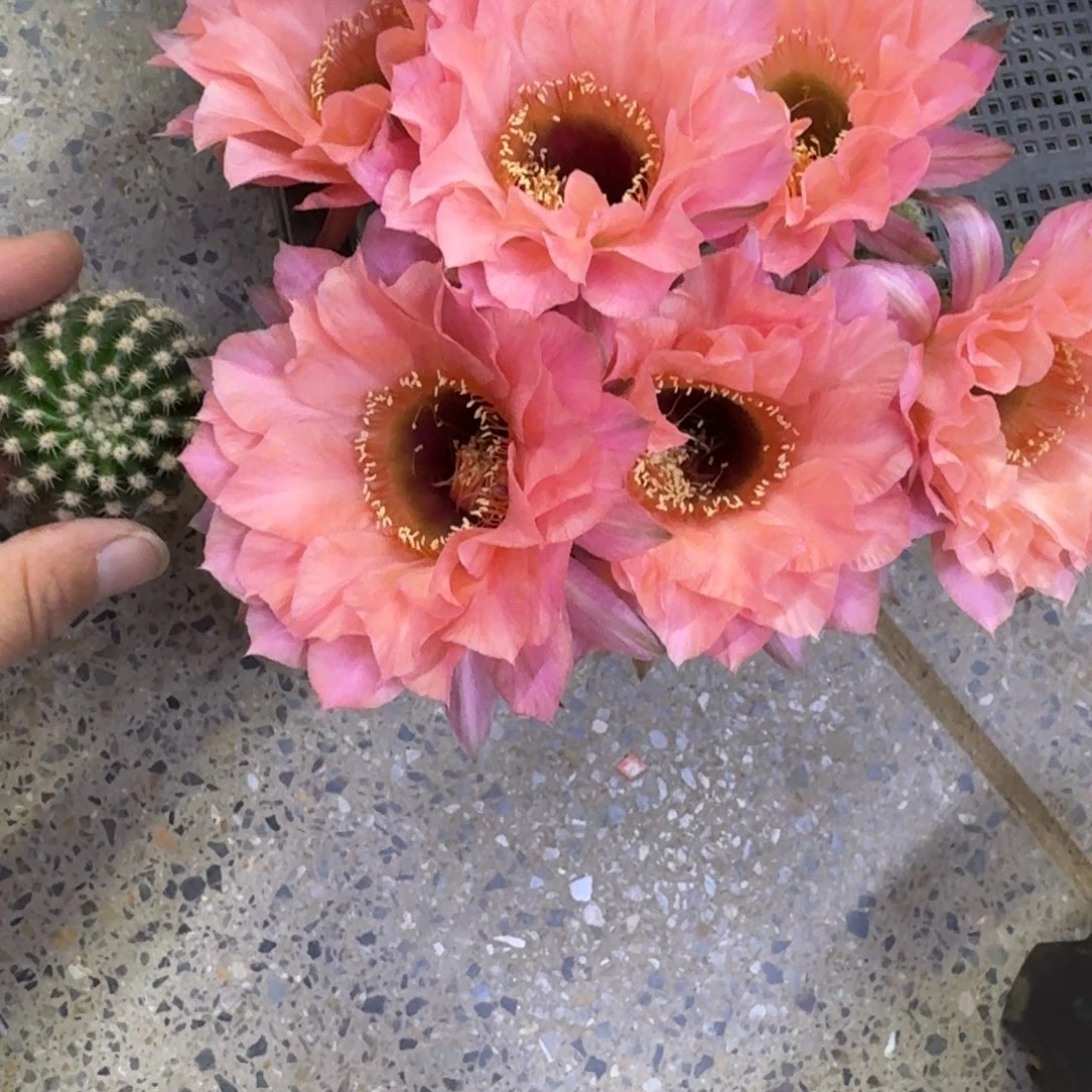 213彩草王妃歪无根侧牙4公分左右，20包邮