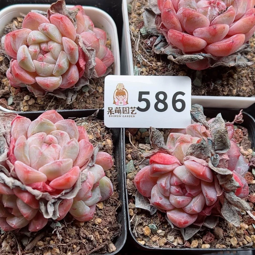 闲****月多肉植物多肉植物