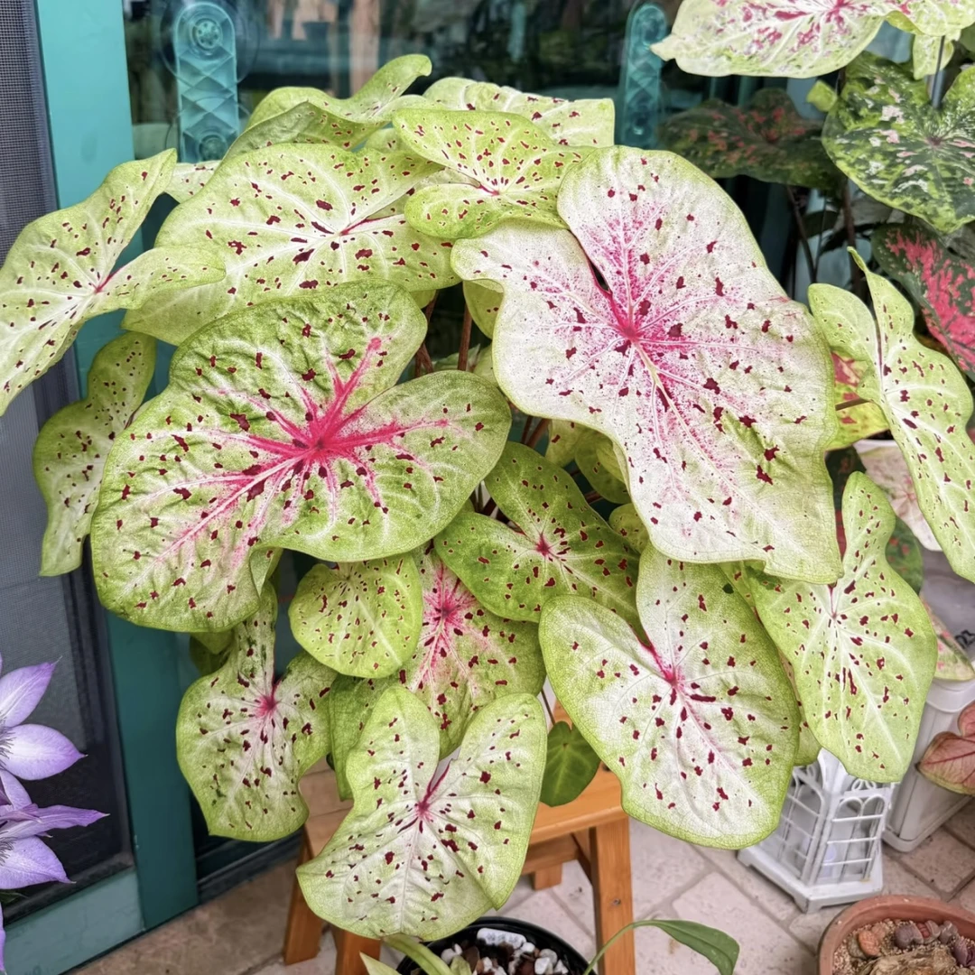 【130#玛菲特小姐】俏皮可爱！彩叶芋耐热种球多年生懒人绿植ins风