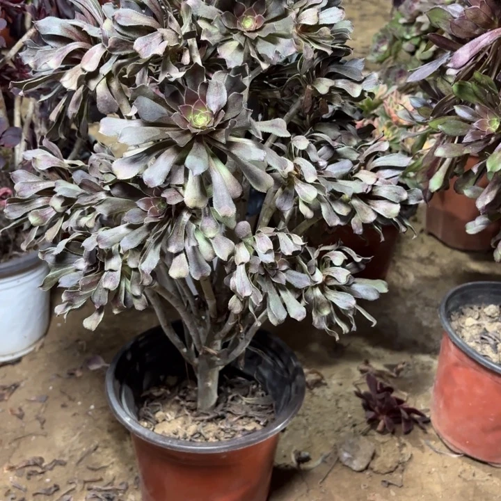 多肉植物法师灰法27