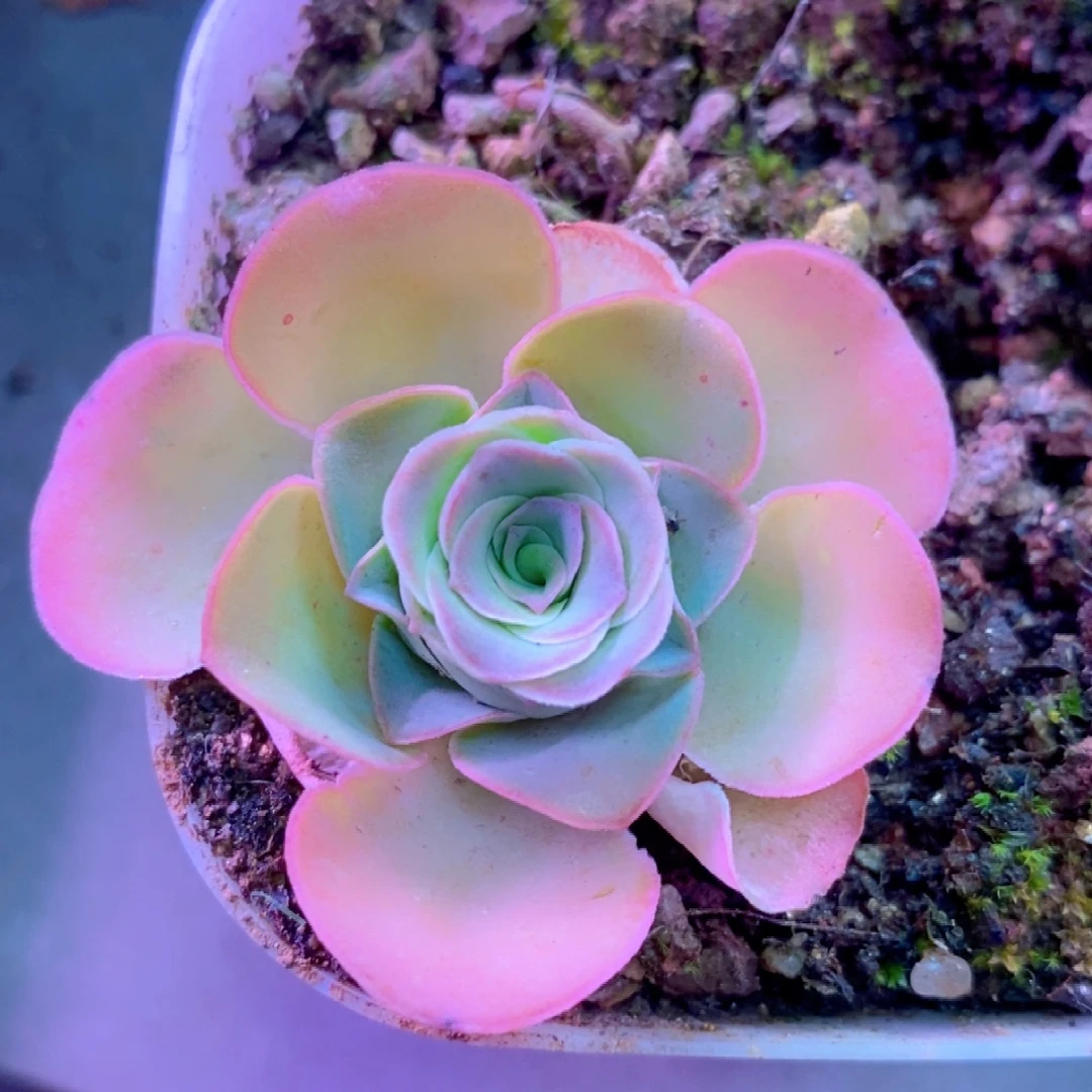 孤品捡漏一物一拍0099山地玫瑰