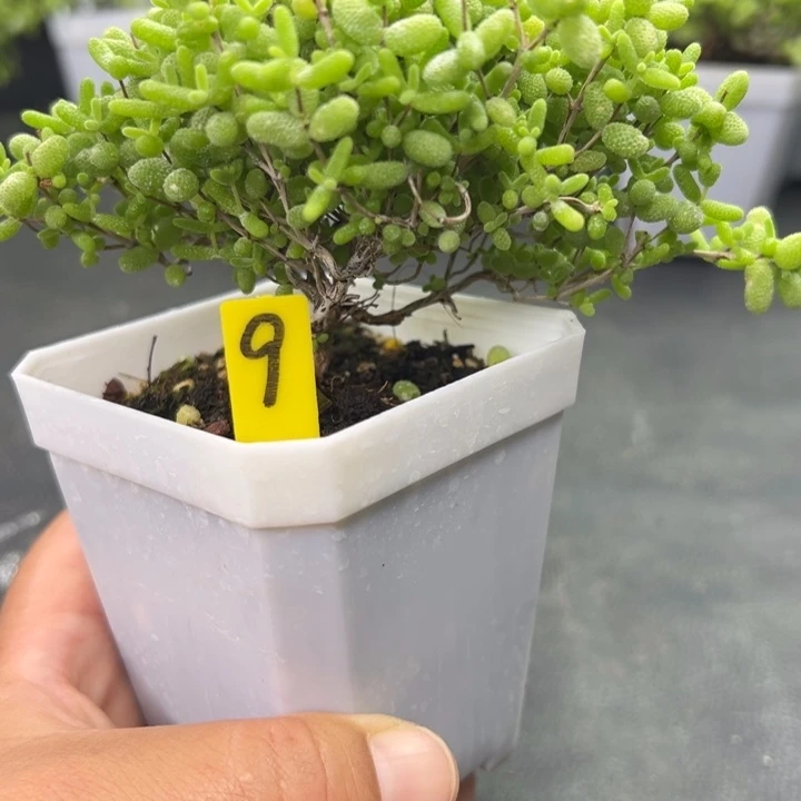 9蜜橘悬崖桩 一物一拍