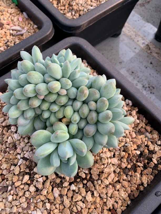 月蒙匠心精品多肉5