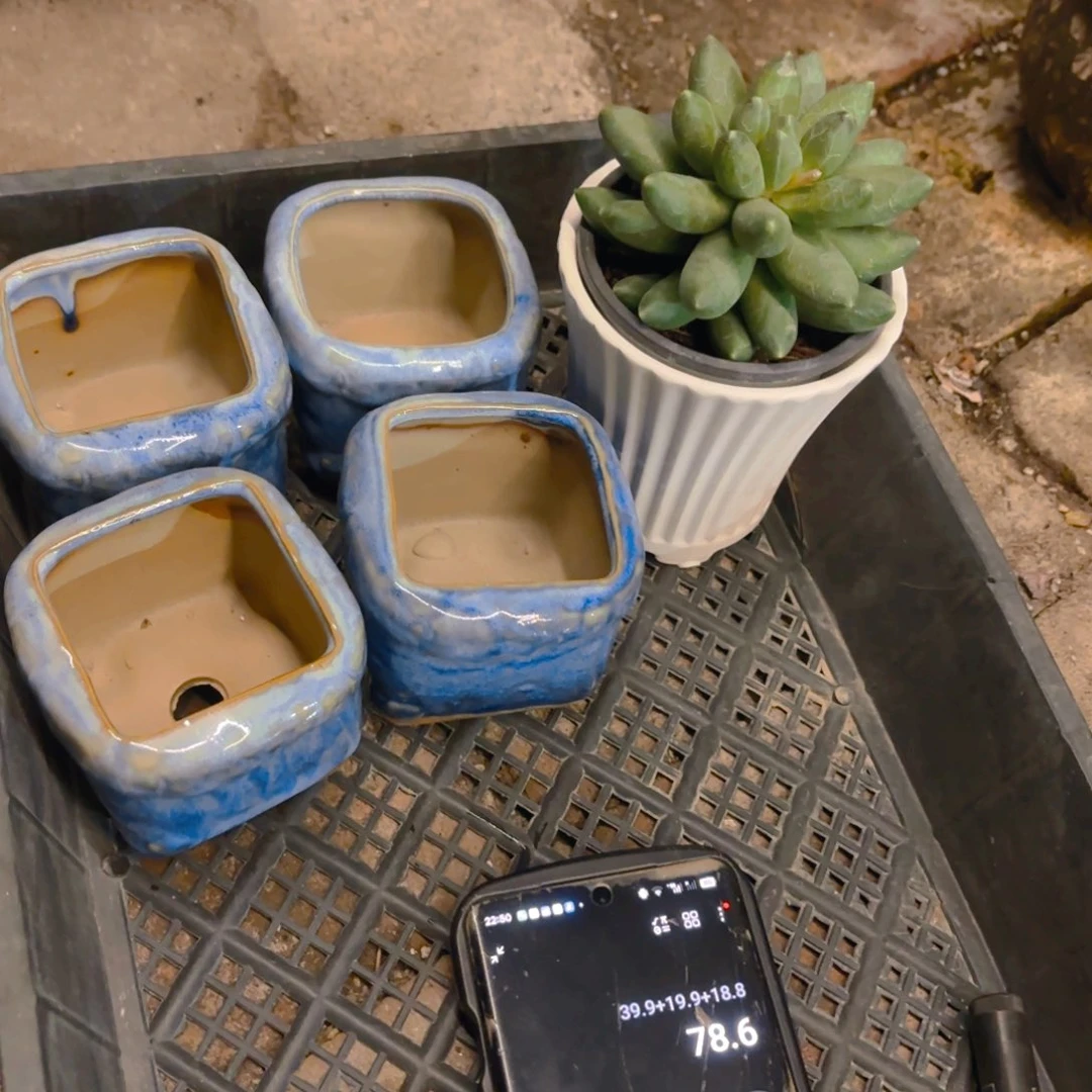 暴***花四个小盆加千代田和盆盆盆盆盆盆盆盆盆盆盆