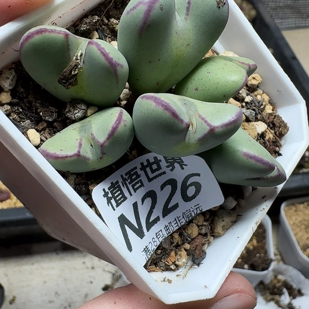 多肉植物的润泽鹅gb