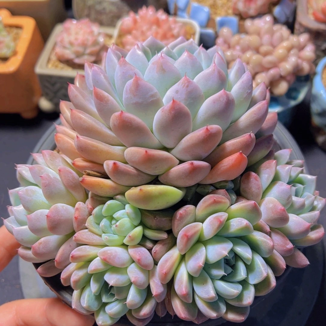 指**舞阿尔巴杂交，多肉植物，