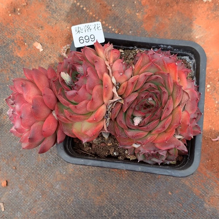 .****.精品多肉植物699