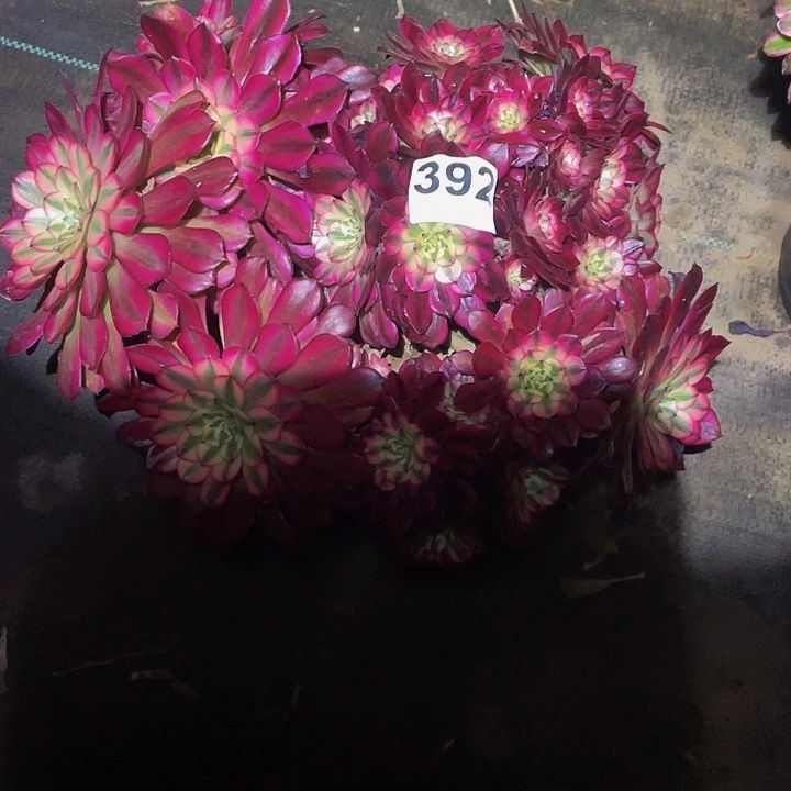 多肉法师392号红白群生发货不包损