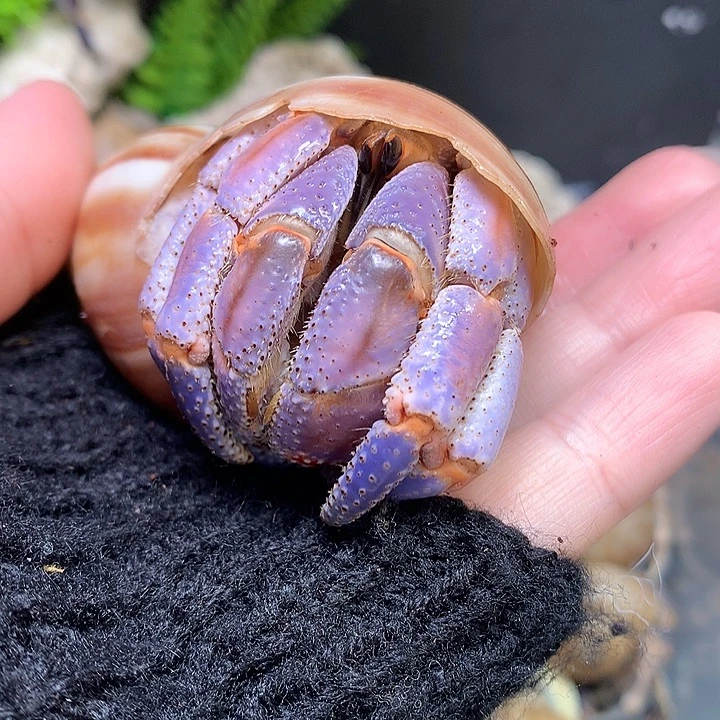 3.3口径奔跑的寄居蟹8号