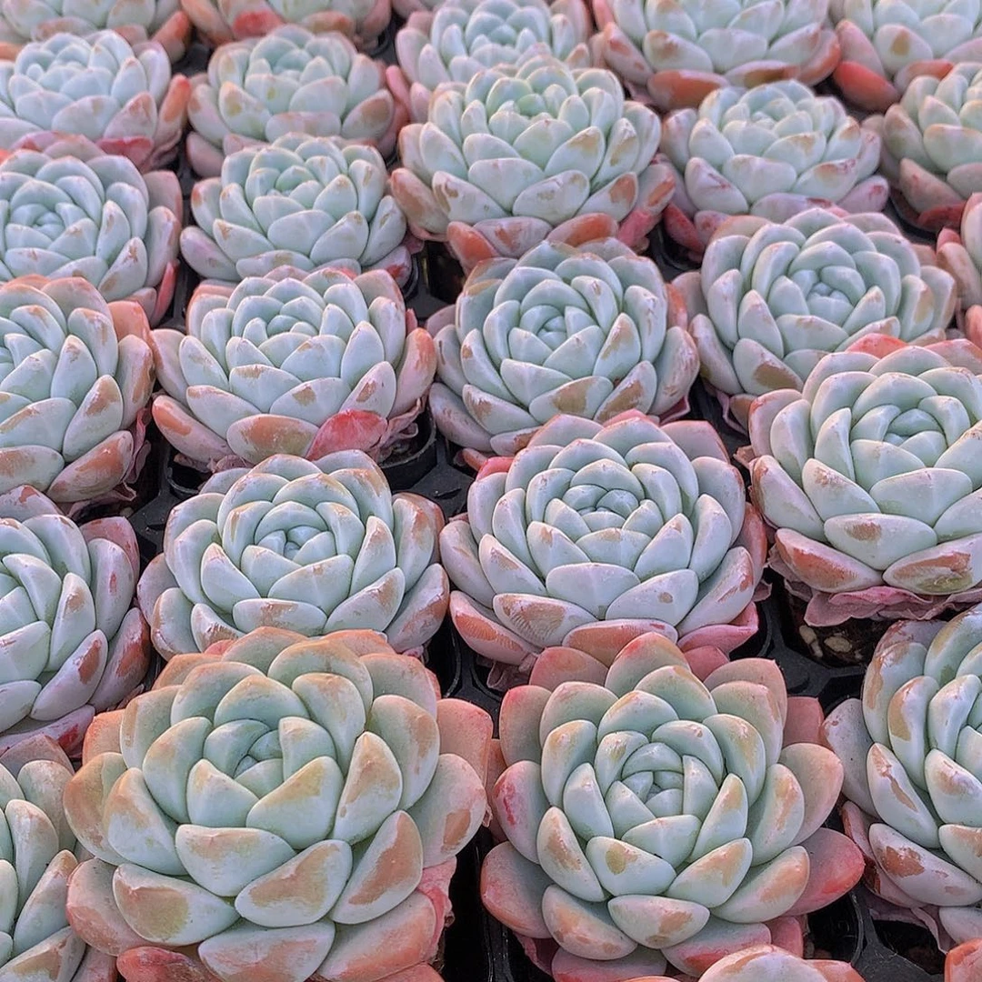 两颗冰玉245667889900