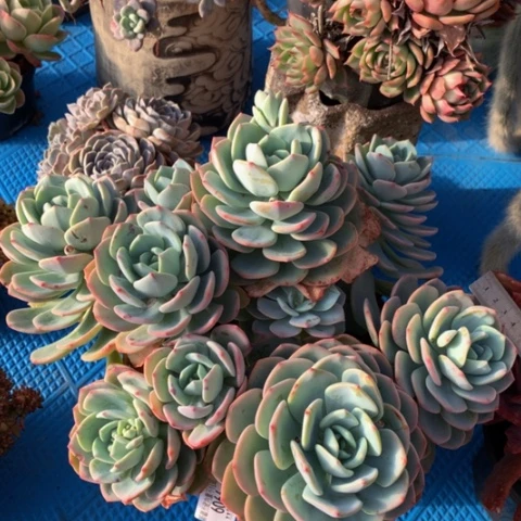 九**莉6066白月光多肉