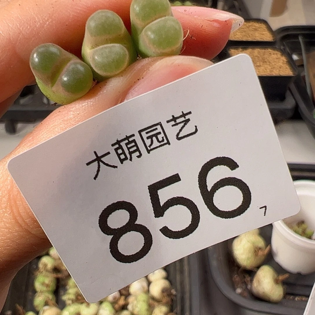 0000856 一物一拍: