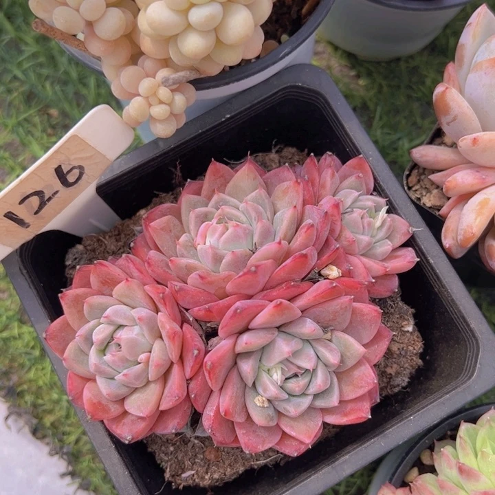 健健康康平平安安