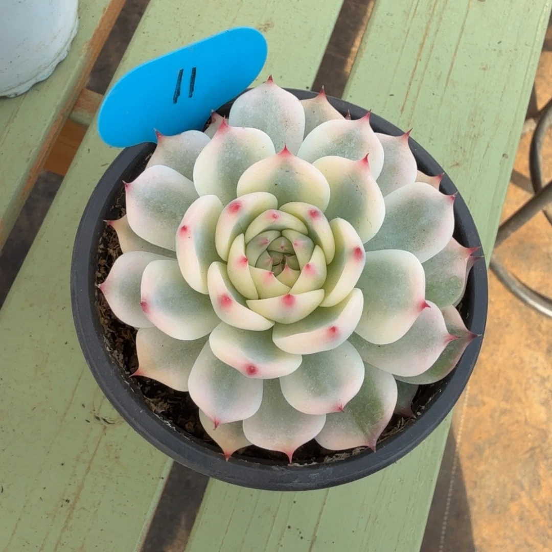 f***t吉娃娃宽锦锦上园艺一物一拍