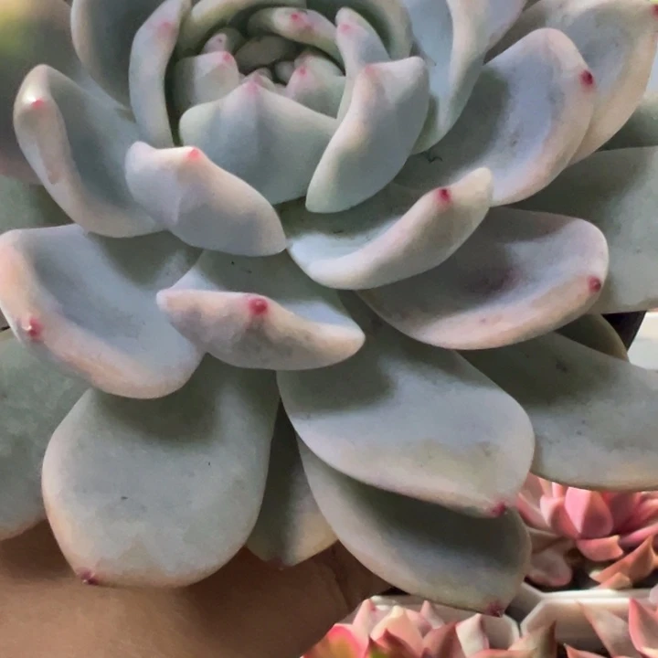 梦露锦多肉植物2343