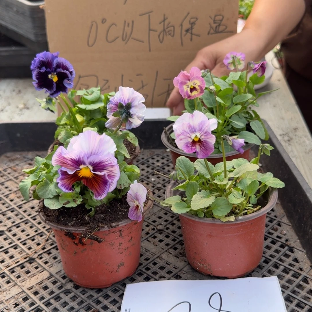 大部分花苞少量开放82