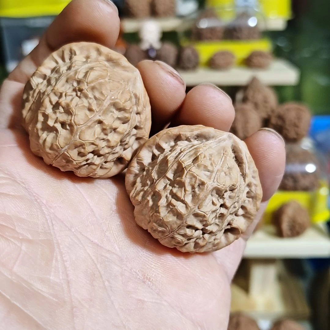 40加尺寸，原桩南瓜墩，，