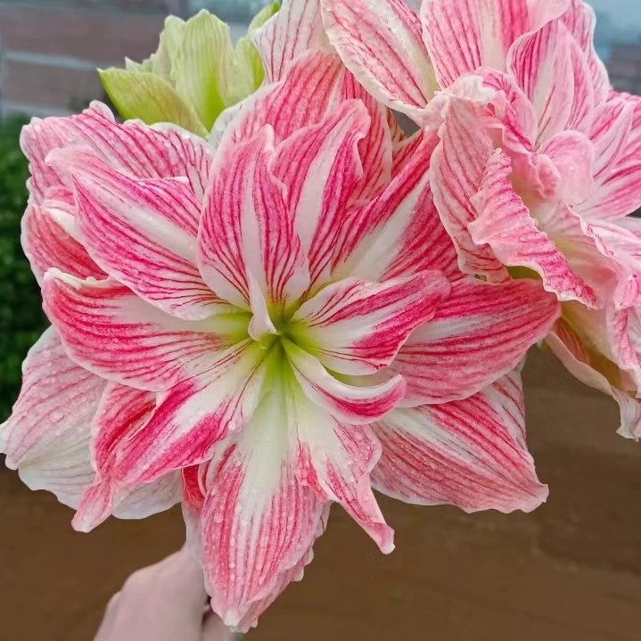 【美丽仙女或玛丽琳】直播间讲解为准★朱顶红种球