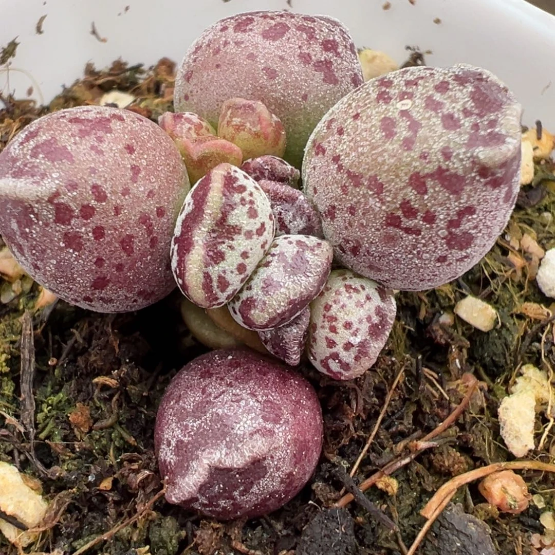 福利款紫斑达摩海豹多头纯木质桩