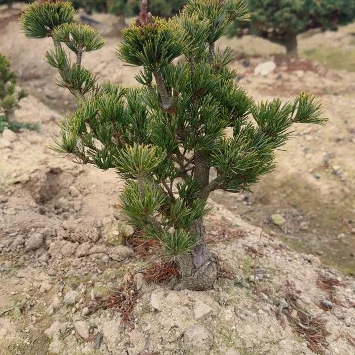 无花朵翟*f h j k l