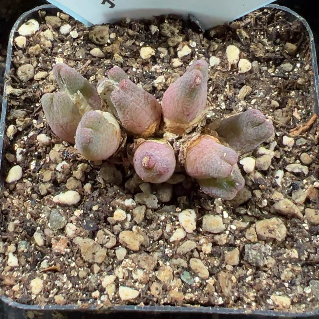 吴*蝎26-132 955d斑马多肉植物