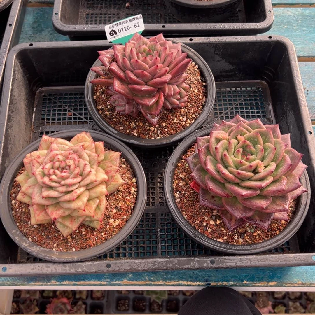 从前慢多肉精选编号0120.82