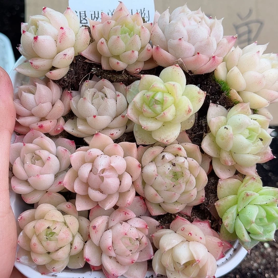 1-994 新疆西藏内蒙不发12.8包邮2-3公分多肉