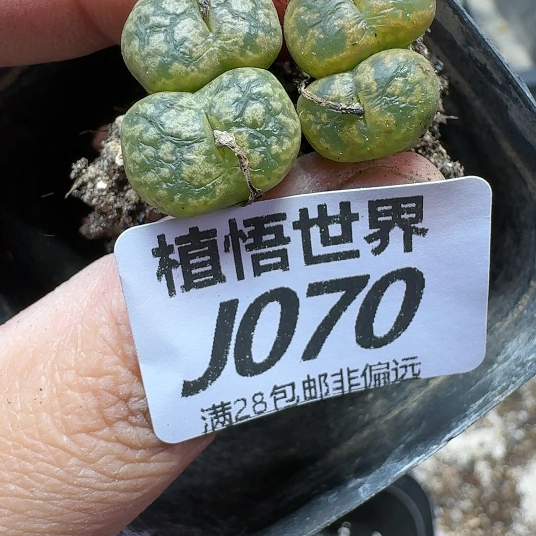 多肉植物drz多肉植物