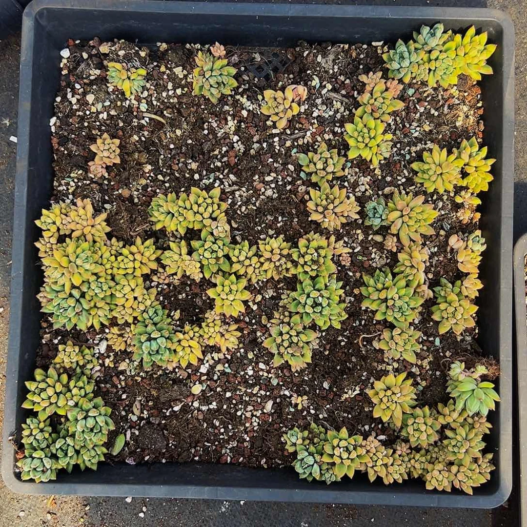 美人系列多肉植物